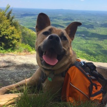 One happy adventure pup.